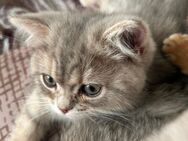 [Abgabebereit] BKH Britisch Kurzhaar Kitten in Berlin + Stammbaum - Berlin