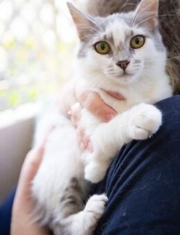 Feya - die Schmusekatze - Kirchheim (München)