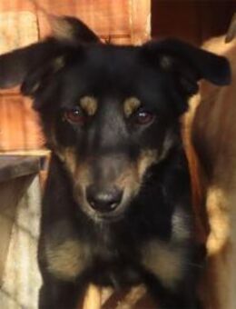 Tanita Pflegestelle oder Zuhause gesuc - Oberwies