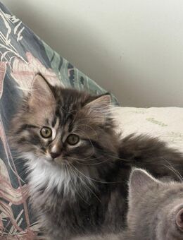 Mein coon - Salzgitter