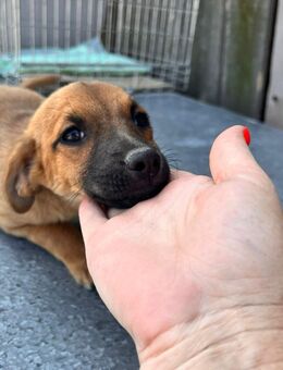 Welpin Lulu sucht ein Zuhause - Leipzig