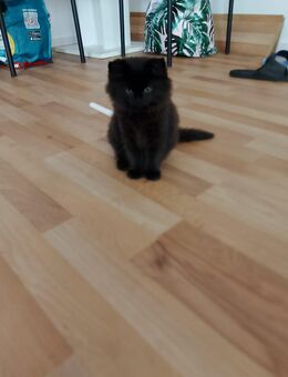3 Katzen 6 Monate abzugeben - Büdingen
