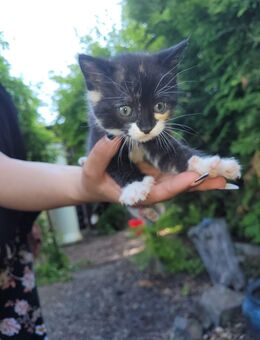 Katzenbabys - Bleicherode
