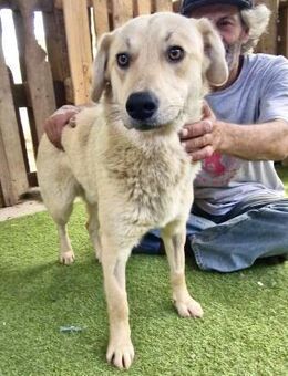 Sammy mit dem Herz aus Gold - Koblenz