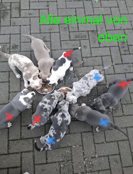American Bully Welpen - Mühlenbecker Land