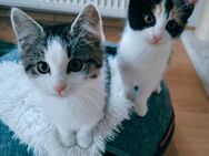 Kitten , Geschwisterpaar sucht neues , liebevolles Zuhause - Herford (Hansestadt)