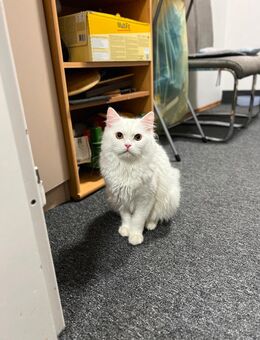 Junger weißer Britisch Langhaar (BLH) Kater – 7 Monate alt - Neumarkt (Oberpfalz) Zentrum