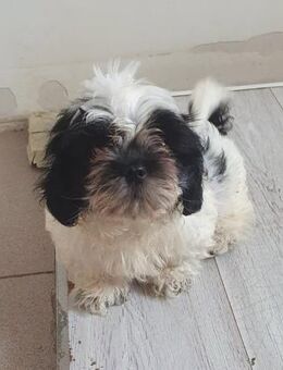 ❤️ Shih Tzu Mix Duke sucht Körbchen ❤️ - Overath