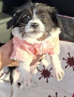 Bonita von der Straße in RO gerettet - Blankenheim (Nordrhein-Westfalen)