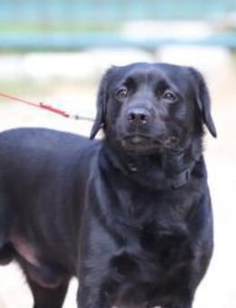ROCKY - hab das Zeug zum Lieblingshund - Overath