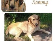Sammy - Wendelstein