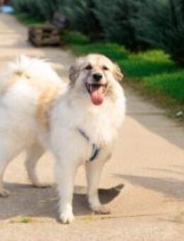 Shine möchte dein Leben erhellen - München