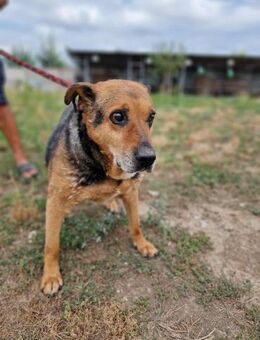 CORCKY, sucht einen Gnadenplatz - Bonndorf (Schwarzwald)
