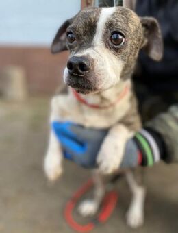 Tonic - geb. 01/2017 - Remagen