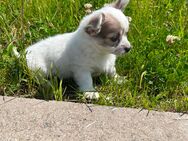 Welpen Chihuahua Reinrassige für 400 Euro - Erfurt