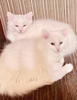 5 wunderschöne und zauberhafte Kitten sind endlich soweit! Bereit für ihre neue Familie! 💜🐾☺️ - Bielefeld Jöllenbeck