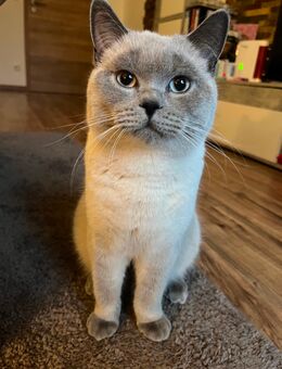 Deckkater Simba - Osnabrück