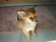 Pomchi (Chihuahua,Zwergspitz) Welpen suchen ein Zuhause - Namborn