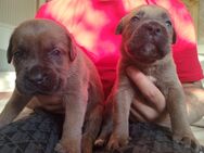 Tolle reinrassige cane corso Welpen - Neuenhaus