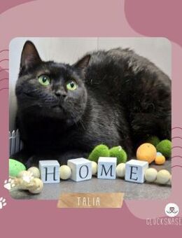 Katzendame Talia sucht ihre Familie - Lalendorf