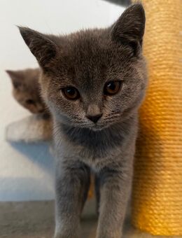 BKH Kitten - Böklund