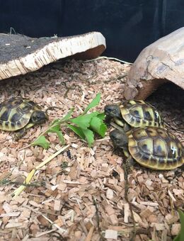 Griechische Landschildkröte - Warendorf