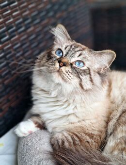 Wunderschöner reinrassiger Heilige Birma Deckkater - Beckum