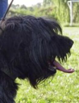 Kormi - liebenswert & aufmerksam - Lohmar