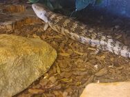 0.0.1 Blauzungenskink (Tiliqua scincoides) - Berlin Treptow-Köpenick