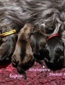 Kirsei-Kra Tibet Terrier Welpen ( VDH / ILT ) in 57584