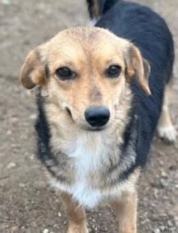 Zarte Seele Moni sucht Geborgenheit - Kallmünz