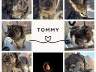 TOMMY PP sanfter Fluffy Junge sucht dich - Neustadt (Rübenberge)