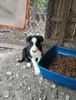 Snickers sucht seine Lieblingsmenschen - Celle