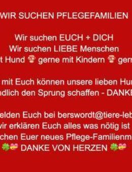 WIR SUCHEN PFLEGEFAMILIEN - Kissing