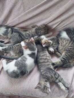 Katzenbabys Main Coon Mischlinge - Weiherhammer