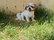 Yuki kleines Shih Tzu Mädchen - Tholey