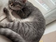Bkh kitten - Hamburg Bergedorf