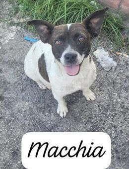 Macchia 🧡🧡🧡liebes Zuhause gesucht - Bad Karlshafen