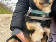 Kleiner Hund BUZZ - in 53129 Bonn - Linden (Hessen)