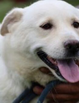 Brittny sehr zutraulich u. unkompliziert - Lohra