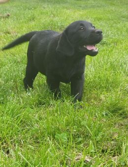 Labrador Welpen suchen... - Behren-Lübchin