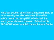 Suche Mini Chihuahua Blue - Koblenz