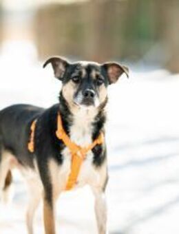 Johnny❤️sucht Für-Immer-Zuhause - Rott (Inn)
