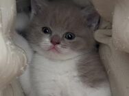 Verkaufe Britisch Kurzhaar Kitten - Dortmund