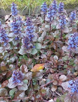 Rotblättriger Günsel "Atropurpurea" Bodendecker wintergrüne Staude - Hamburg Wandsbek
