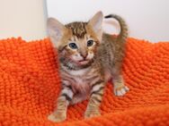 Exklusive Toyger Kätzchen Kitten abzugeben mit Stammbaum vom Züchter - Rieste