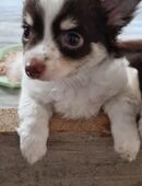Chihuahua Welpen abzugeben in 52511