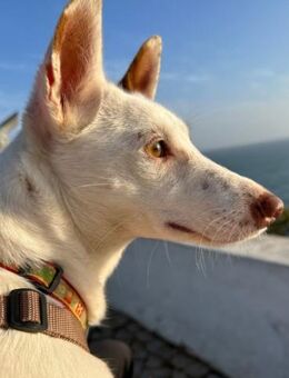 Blanca ist ein Podenco-Hauptgewinn - Endingen (Kaiserstuhl)