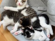Drei Katzenbabys suchen ein neues Zuhause für ein glückliches Leben an eurer Seite - Aßlar Zentrum