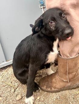 PAULI - mit Freude lernen und verwöhnen - Overath